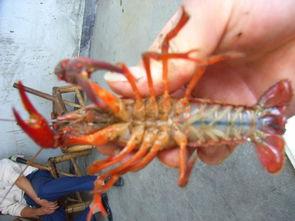 野生海角虾,探寻野生海角虾的海洋奥秘